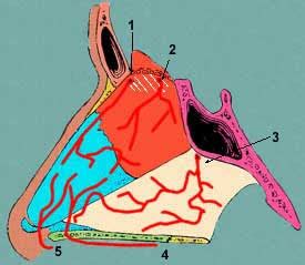 science is interesting: 15- kiesselbach's plexus ( little's area )