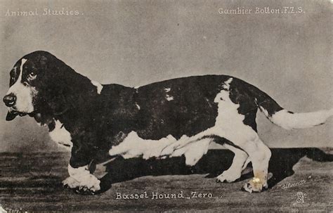 Basset Hound Zero Carte Postale Ancienne Et Vue D Hier Et Aujourd