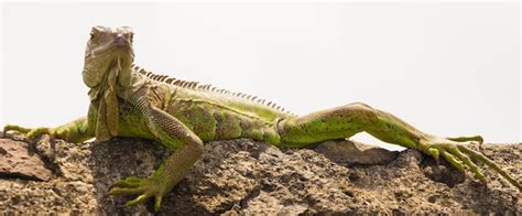 Premium Photo | The green iguana