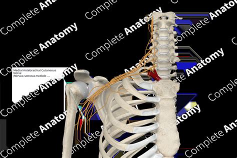 Medial Antebrachial Cutaneous Nerve Complete Anatomy