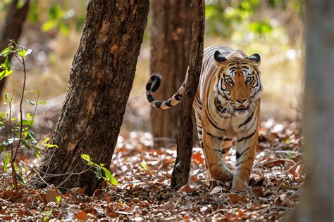 Bandhavgarh Wildlife Safari & Holiday Package | 5N/6 Days Tour from Delhi