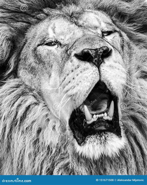 African Lion Roaring Portrait in Black and White Stock Photo - Image of expression, black: 151671508