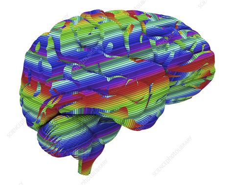 Brain, artwork - Stock Image - F011/5489 - Science Photo Library