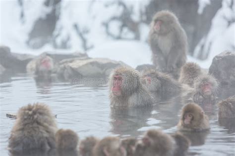 Snow Monkeys In A Natural Onsen Hot Spring Located In Jigokudani Park Yudanaka Nagano Japan