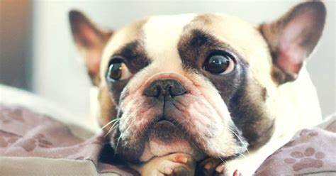 french bulldog owners   forget