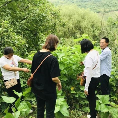 县蚕桑产业发展中心抓党建促工作—送技术送服务，助力乡村产业发展权力指导桑园