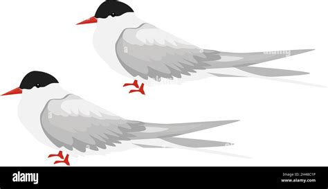 Arctic Tern Illustration Vector On A White Background Stock Vector