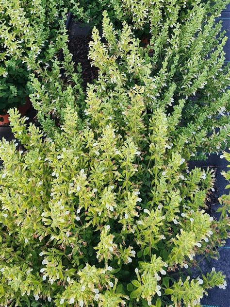 Teucrium flavum - Adrizas Plants