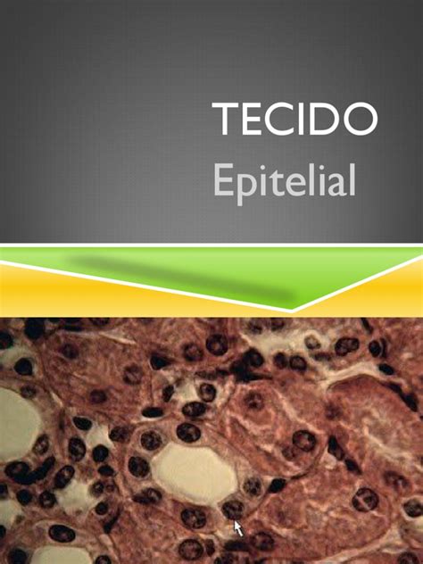 PDF Tecido Epitelial Trabalho De Biologia DOKUMEN TIPS