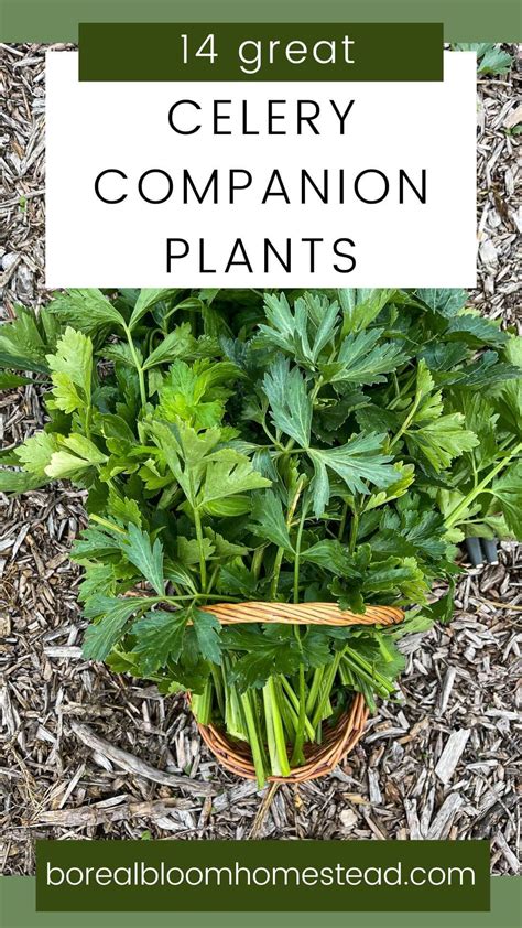 Celery Companion Plants Artofit