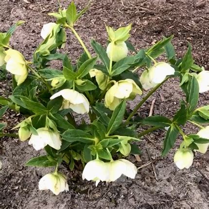 Морозник: посадка, размножение и уход в открытом грунте - Flowers.ua