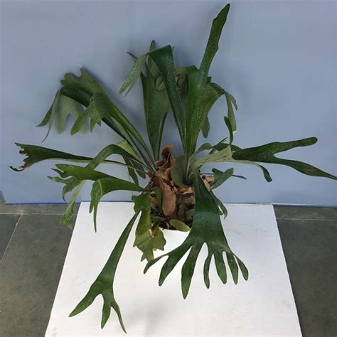 Staghorn Elkhorn Fern Platycerium Bifurcatum Amulya Farms Nursery