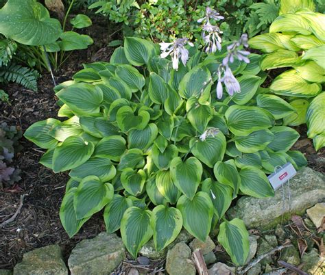 Hostas by Type | Sun Tolerant, Slug Resistant, Fragrant, Ground Cover ...