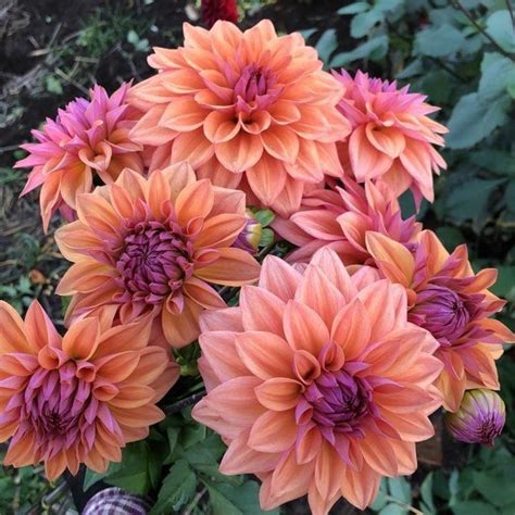 53 Different Types Of Dahlias For Your Garden Artofit