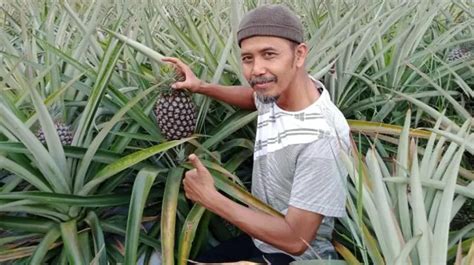 Cara Menanam Nanas Cepat Buah Jarak Tanam Pupuk Ilmupot