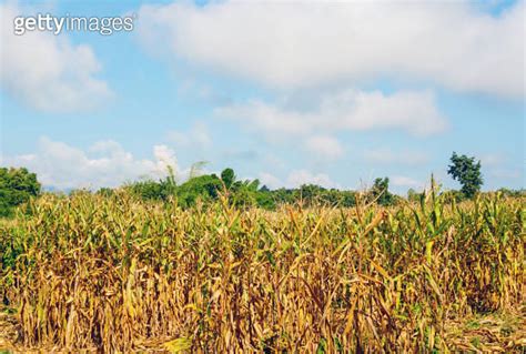 Corn Field During Harvest And Blue Sky Dry Corn Fields Ready For