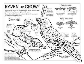 Results For Magpie Tpt