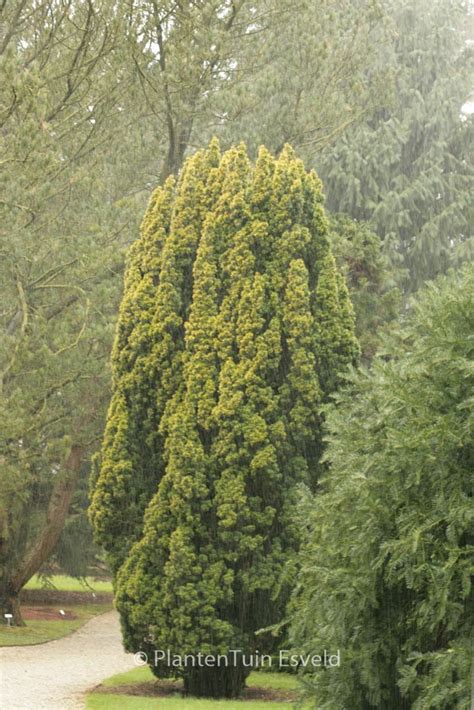 Taxus Baccata Fastigiata Aurea Plantentuin Esveld