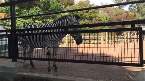 グラントシマウマ アミメキリン ホオカザリヅル 羽村市動物公園（ヒノトントンzoo） 2023114 Youtube