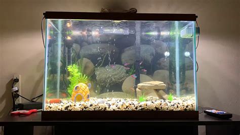 Fish Tank Time Lapse YouTube