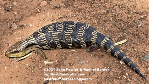 Tiliqua Scincoides Scincoides Eastern Bluetongue