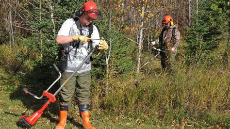 Ajustement Exceptionnel De La Valeur Des Traitements Sylvicoles Le