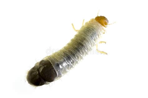 June Bug larvae stock photo. Image of june, slimy, animal - 24419180