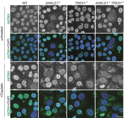 Hku Biologists Reveal A Molecular Scissor That Cuts Chromatin Bridge