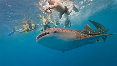 Whale Shark Tour Cancun with Expert Local Guides - Happy Tours Cancun