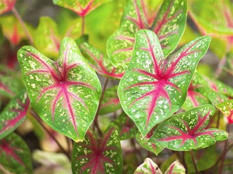 Калиптридиум зонтичный выращивание из семян фото