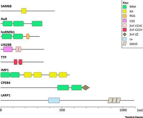 Rna Binding Proteins In Cancer Old Players And New Actors Trends In