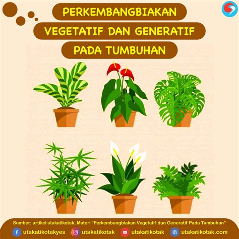 Perbedaan Reproduksi Vegetatif Dan Generatif Alanza Site