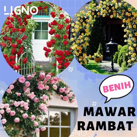 Benih MAWAR RAMBAT Biji Bunga Climbing Rose Lazada Indonesia