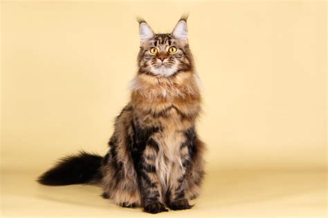 Qué temperatura tiene un gato Maine Coon Blog de ADOPTA un Animal