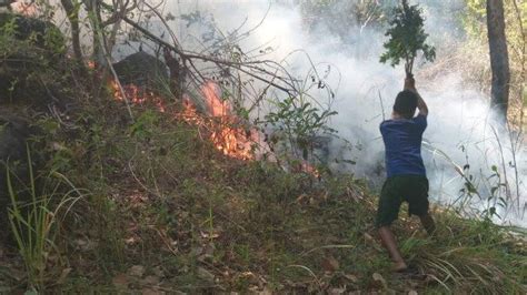 Penjabat Bupati Sikka Kaget Kebakaran Hutan Lindung Egon Ilinmedo