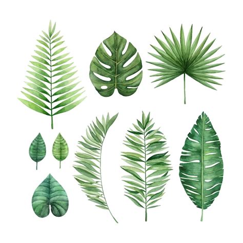 Premium Vector Watercolor Tropical Leaves Set