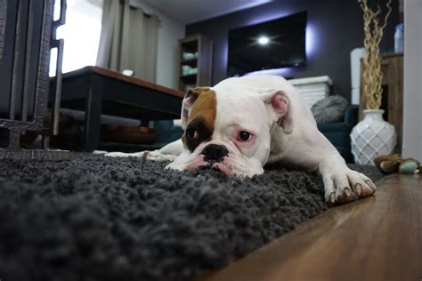Carpet Cleaning Guide For Dog Owners - The Pet Town