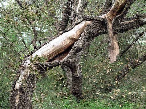 piece  tree trunk stock image image  blooming botanic