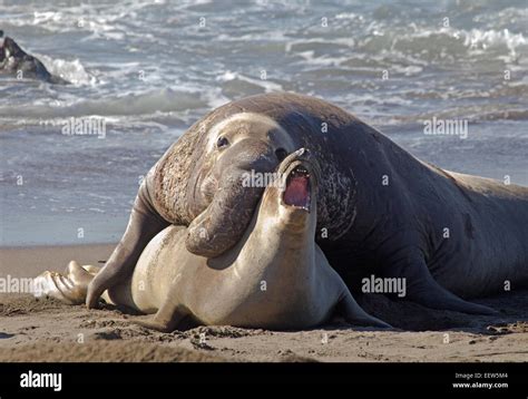 Elephant Seals Mating