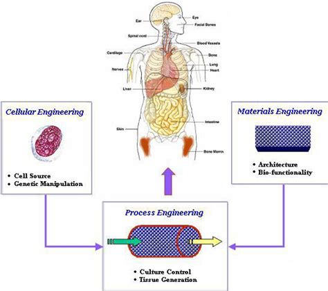 Tissue engineering | Research groups | Imperial College London