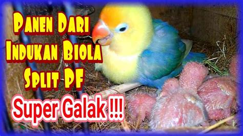 Panen Lovebird Sistem Soliter Dari Indukan PB Bio Pale Fallow X Biola