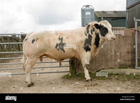 Belgian Blue Bull Stock Photo - Alamy