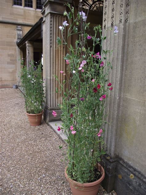 Growing sweet peas in pots – Artofit