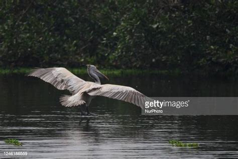 Pulicat Lake Photos and Premium High Res Pictures - Getty Images