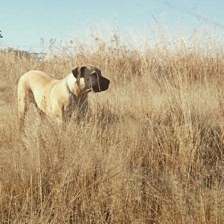 Boerboel lion at play #adventuresoflaceyandmia Boerboel, Doggy Stuff ...