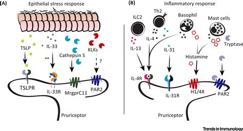 The Itchscratch Cycle A Neuroimmune Perspective Trends In Immunology