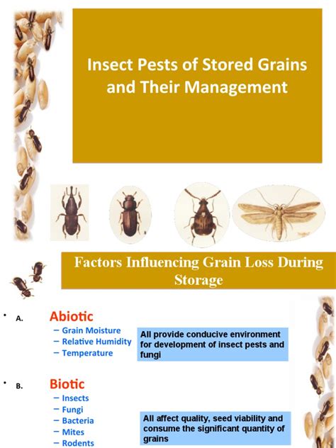 12 Insect Pests Of Stored Grains Pdf Beetle Insects