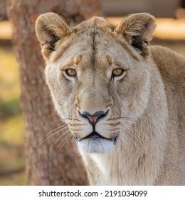 Face Portrait Female Lioness Stock Photo 2191034099 | Shutterstock