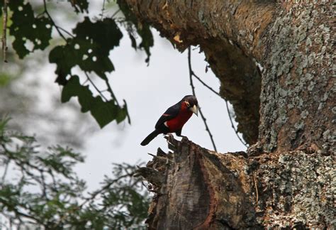 Double Toothed Barbet IMG 3372 Double Toothed Barbet Lybi Flickr