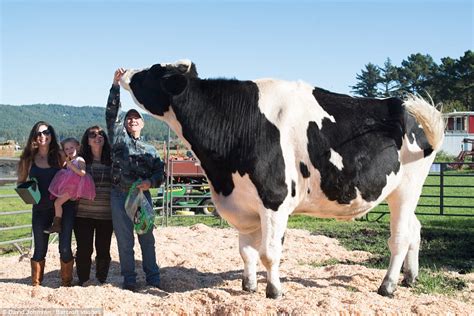 6ft4in Cow In California Is The Worlds Biggest Bovine Daily Mail